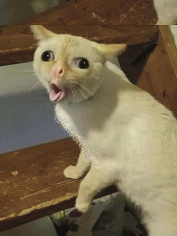 Cat with disgusted face.