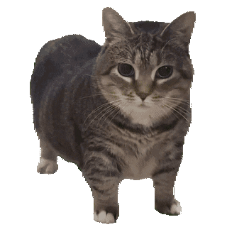 Cat UIUAAA meme.