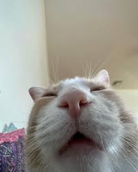 Tired cat.