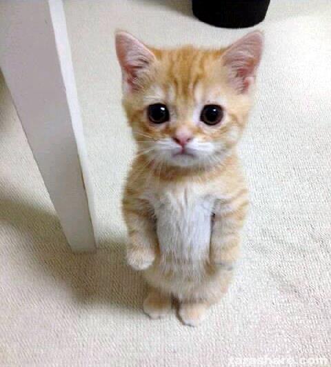 Standing cat.