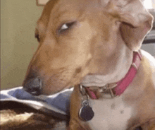 Suspicious ahh dog.