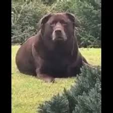 Suspicious ahh dog.