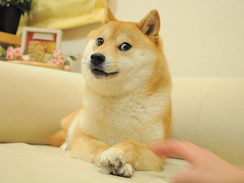 Doge meme.