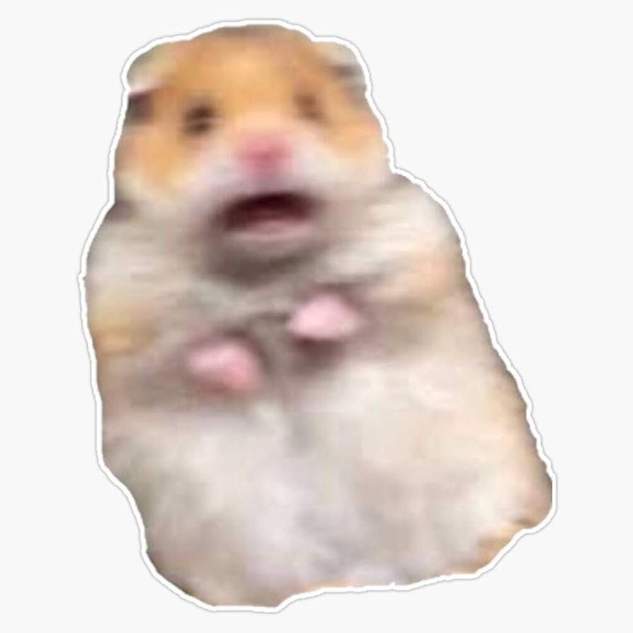 A cute scared hamster.