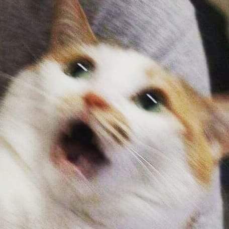 Surprised cat.
