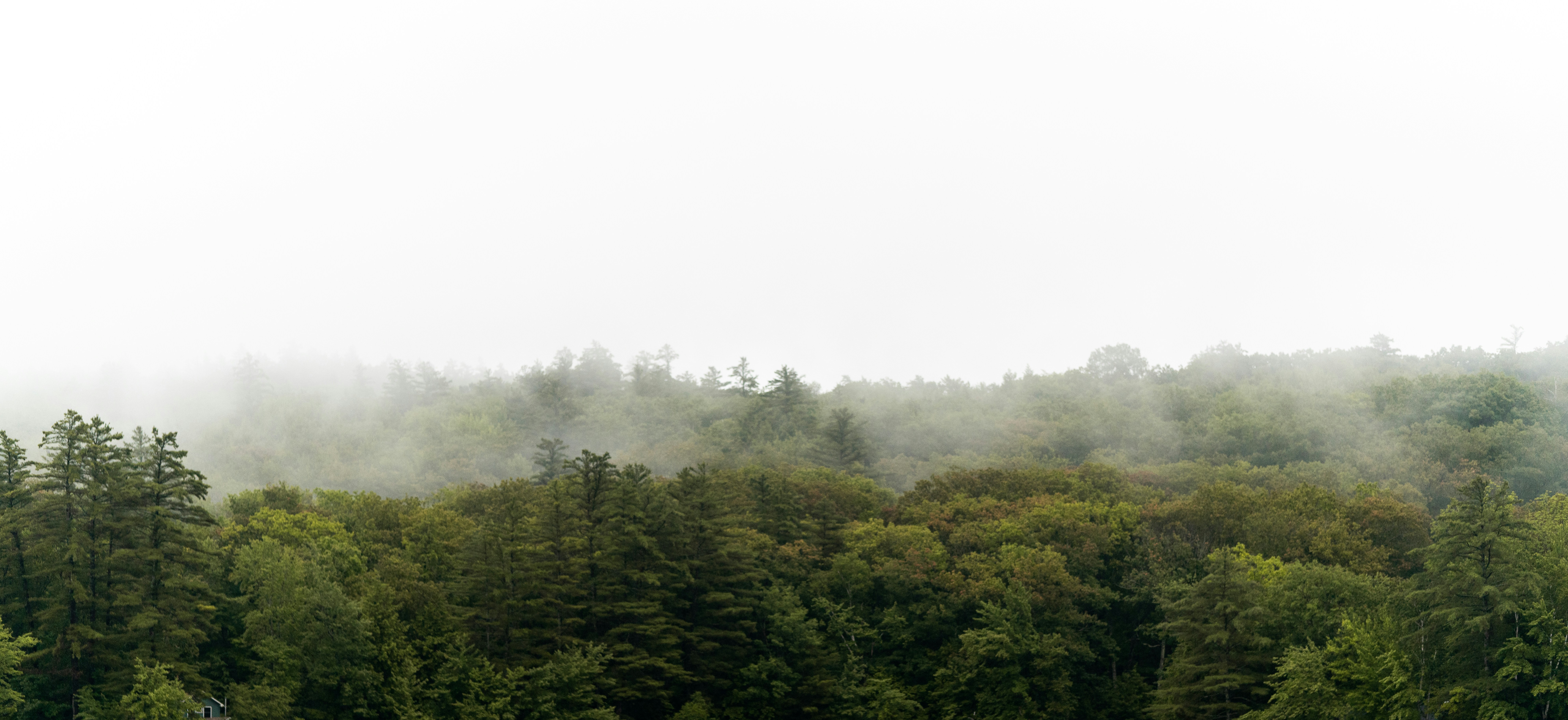 Beautiful forest scenery.